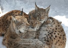 Alpenzoo-Innsbruck.jpg
